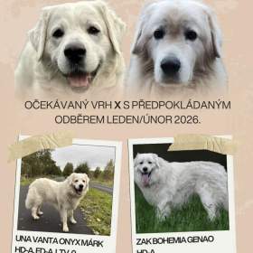 Foto inzerátu Slovenský čuvač - štěňátka s PP