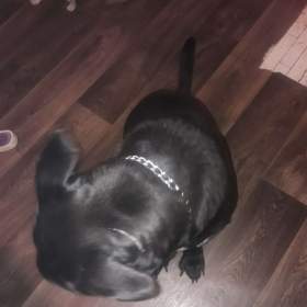 Fotka k inzerátu Darují psa  / 19661700