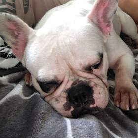 Fotka k inzerátu Fena Francouzkeho buldočka / 19661852