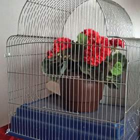 prodej klece na andulky / 19662420