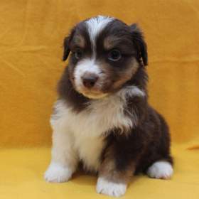 Fotka k inzerátu Miniaturní americký ovčák s PP / 18077893