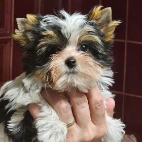 Fotka k inzerátu biewer jorkšírský terier / 18077893