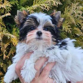 Foto inzerátu biewer jorkšírský terier