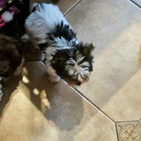 Foto inzerátu biewer jorkšírský terier