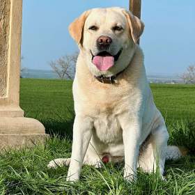 Foto inzerátu Krytí Labradorský Retriever s PP