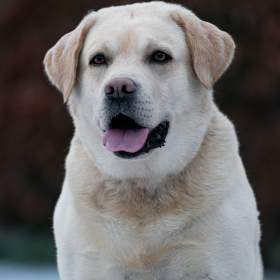 Foto inzerátu Krytí Labradorský Retriever s PP