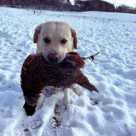 Foto inzerátu Krytí Labradorský Retriever s PP