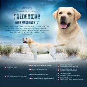 Fotka k inzerátu Krytí Labradorský Retriever s PP / 18077893