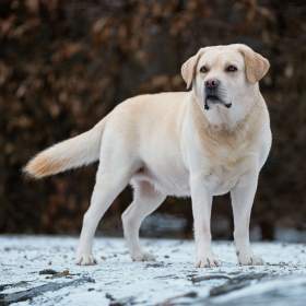Foto inzerátu Krytí Labradorský Retriever s PP
