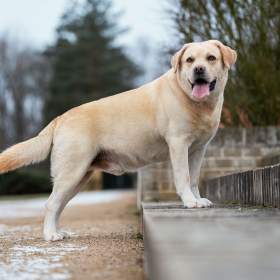 Foto inzerátu Krytí Labradorský Retriever s PP
