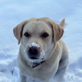 Foto inzerátu Krytí Labradorský Retriever s PP