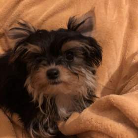 Fotka k inzerátu Jorkširský terier / 19663100