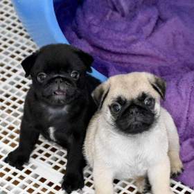 Fotka k inzerátu Prodávám mopslíky / 19658600