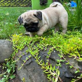 Foto inzerátu Prodávám mopslíky