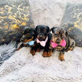 Foto inzerátu Jezevčík hladkosrstý trpasličí