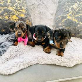 Fotka k inzerátu Jezevčík hladkosrstý trpasličí  / 19655906