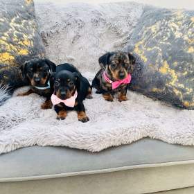 Foto inzerátu Jezevčík hladkosrstý trpasličí