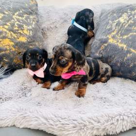 Foto inzerátu Jezevčík hladkosrstý trpasličí