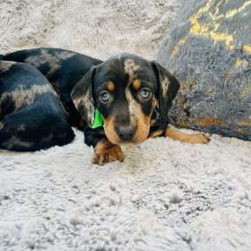 Foto inzerátu Jezevčík hladkosrstý trpasličí