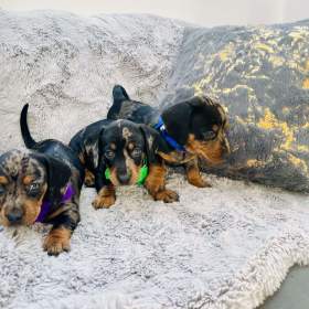 Foto inzerátu Jezevčík hladkosrstý trpasličí