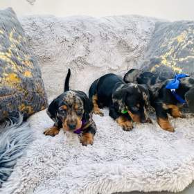 Foto inzerátu Jezevčík hladkosrstý trpasličí