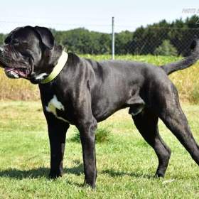 Fotka k inzerátu Darujeme nalezeného křížence bandoga / 19655906