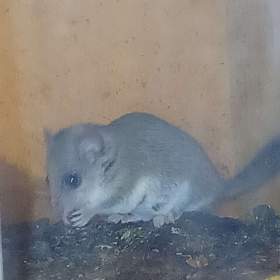 Foto inzerátu Daruji mladata plcha africkeho