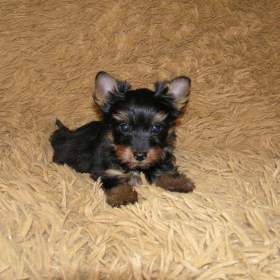 Fotka k inzerátu Barevný jorkšír štěňátko pejsek Spaltbiewer F2 / 19655906