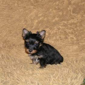 Foto inzerátu Barevný jorkšír štěňátko pejsek Spaltbiewer F2