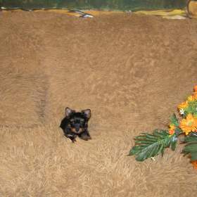 Foto inzerátu Barevný jorkšír štěňátko pejsek Spaltbiewer F2