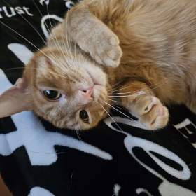 Foto inzerátu Daruji 2 kocourky