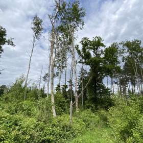 Fotka k inzerátu Lesní pozemek Lštění nad Zubřinou / 19664922