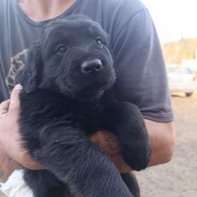 Foto inzerátu štěňátko fenka labradorských retrívrů 