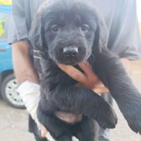 Foto inzerátu štěňátko fenka labradorských retrívrů 