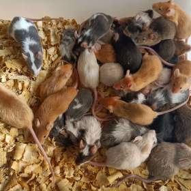 Fotka k inzerátu Myš, myšky / 19655698