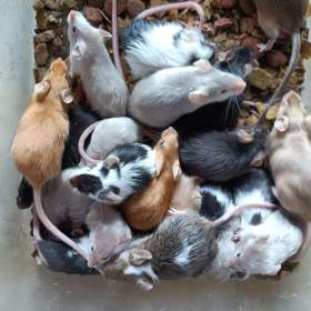 Foto inzerátu Myš, myšky