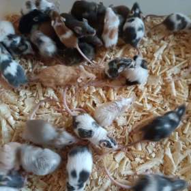 Foto inzerátu Myš, myšky