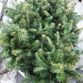 Foto inzerátu Sazenice okrasných jehličnanů 