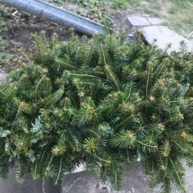 Fotka k inzerátu Sazenice okrasných jehličnanů  / 19237160