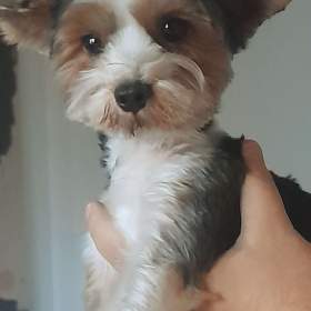 Fotka k inzerátu Joksir / 17833989