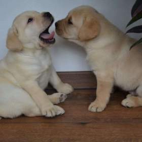 Fotka k inzerátu Labrador  / 19662649