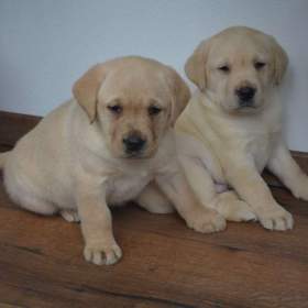 Foto inzerátu Labrador - 2 chlapečci