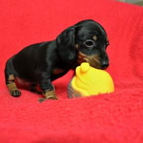 Jezevčík trpasličí - králičí / 19666023