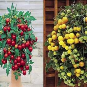 Foto inzerátu Rajče truhlíkové Tumbling Tom Yellow + Red - semena