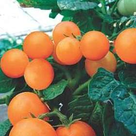 Rajče truhlíkové Venus - semena / 19666028