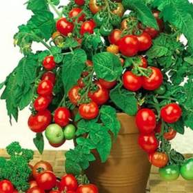 Rajče truhlíkové Vilma - semena / 19666030