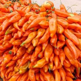 Chilli Aji Amarillo - semena / 19666035