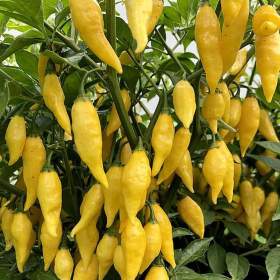 Fotka k inzerátu Chilli Aji Mochero -  semena / 16967795