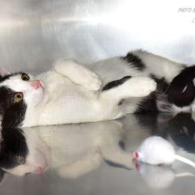 Fotka k inzerátu Nalezené kotě hledá domov / 19365118