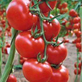 Fotka k inzerátu Rajče Uragan F1 -  semena / 16967795